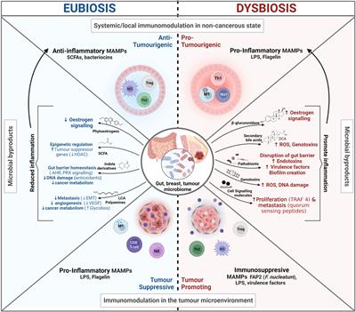 Understanding and harnessing triple-negative breast cancer-related microbiota in oncology